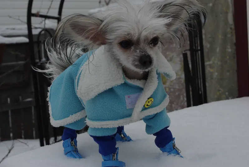 Kinesisk Nakenhund i vinterkläder