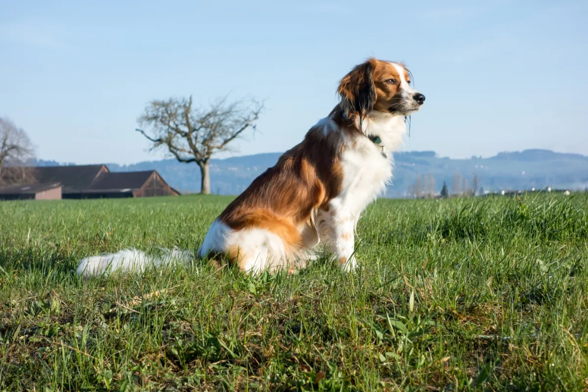 Sittande Kooikerhondje på en gård