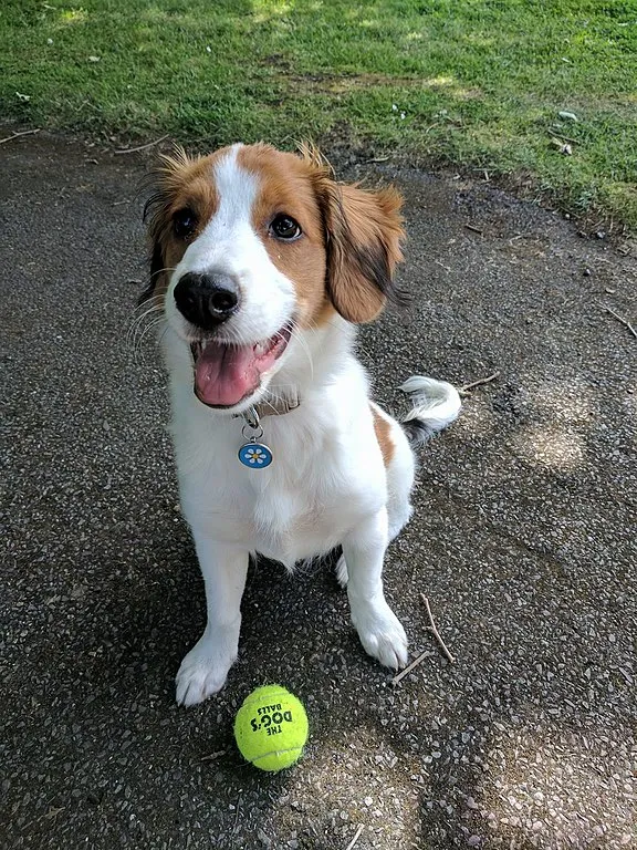 Kooikerhondjevalp som vill leka med en tennisboll