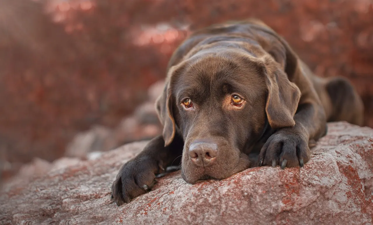 Brun Labrador retriever