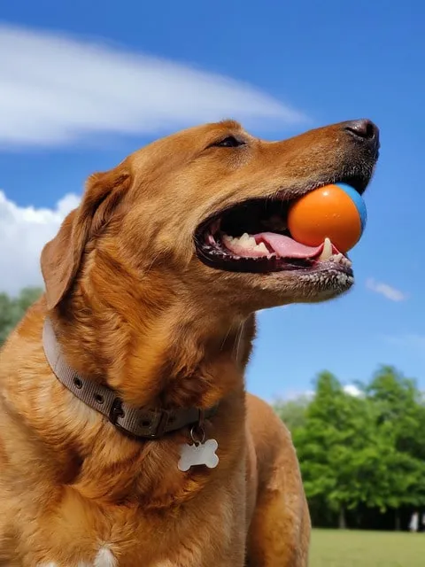 Röd Labrador retriever som leker