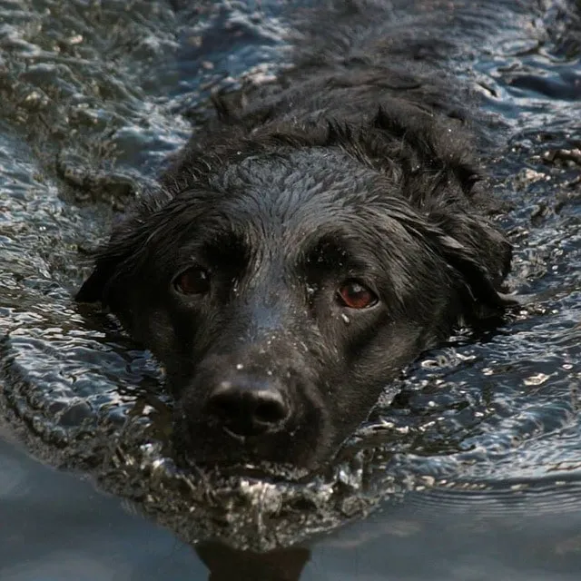 Simmande svart labrador med simhud