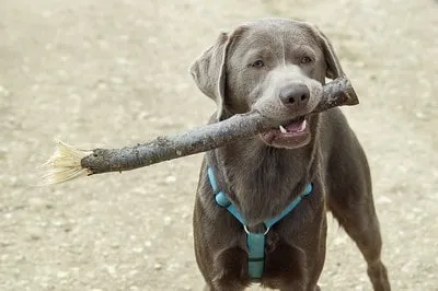 Silverfärgad Labrador retriever