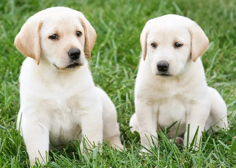 Två gula, söta Labradorvalpar i gräset