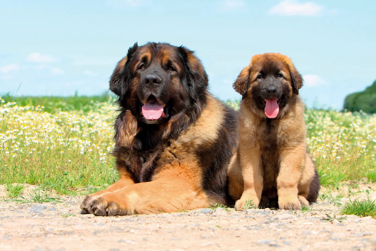 En vuxen Leonberger och en valp ligger på ett fält och tittar in i kameran