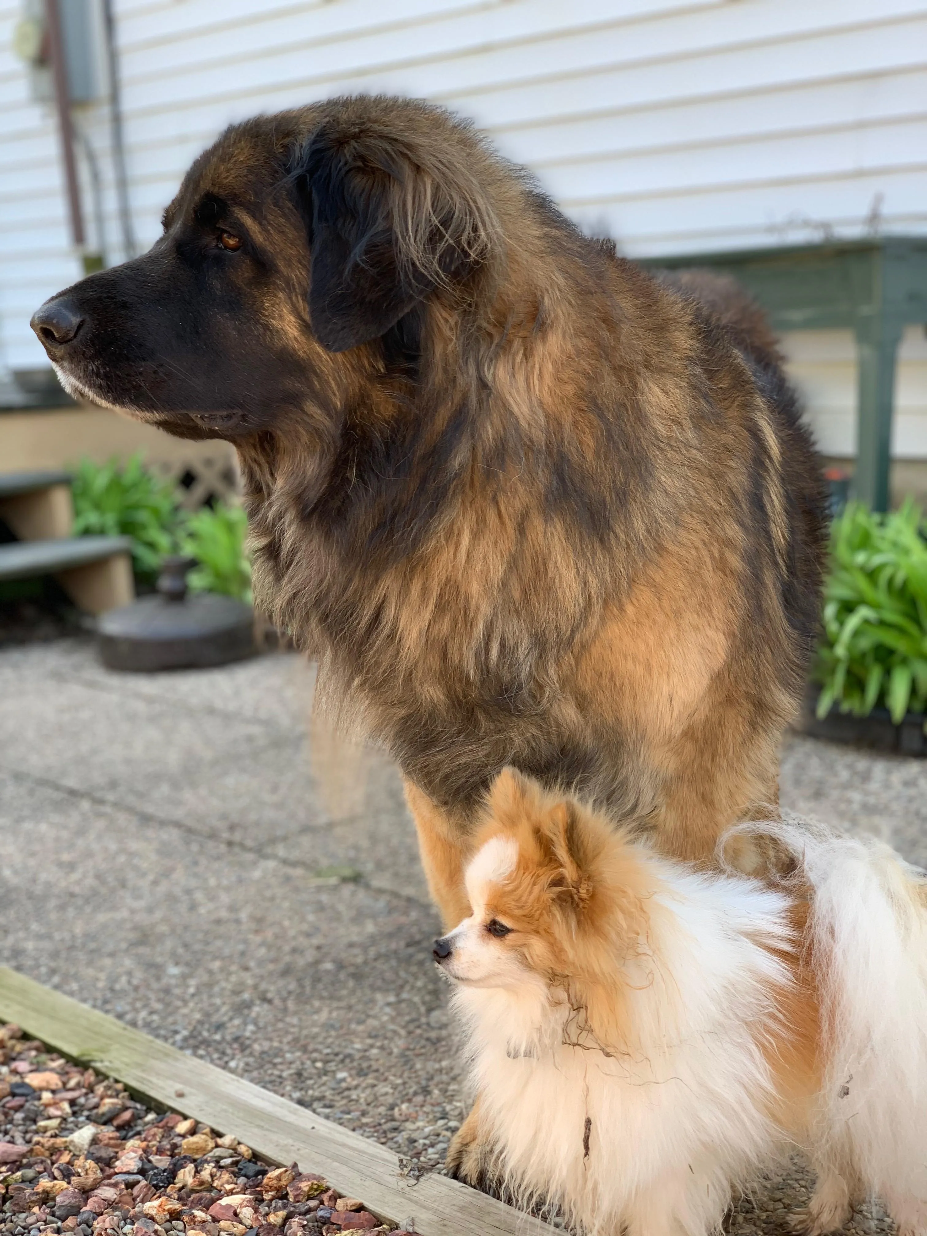 En rödbrun Leonberger spanar efter ekorrar tillsammans med en vit och röd Pomeranian