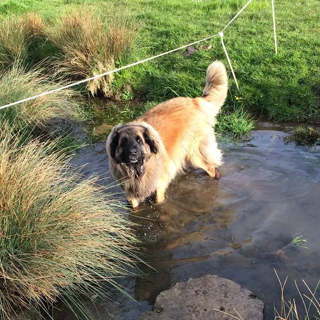 En sandfärgad Leonberger leker i en vattenpöl