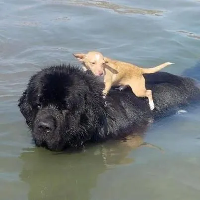 Svart Newfoundlandshund som räddar en liten hund i vattnet