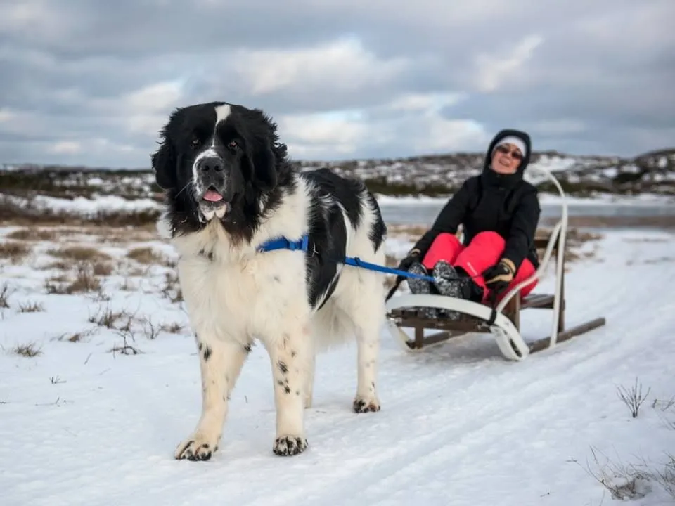 Svartvit Newfoundlandshund som drar släde i snön