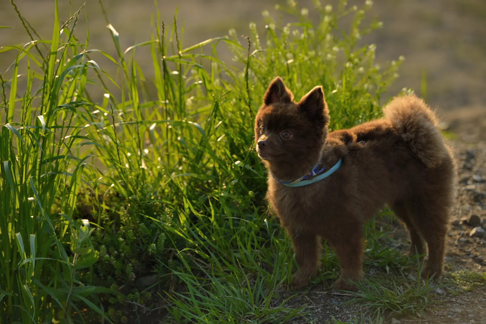 En brun Pomeranian i sommarklippning står på en gräsmatta i solnedgången