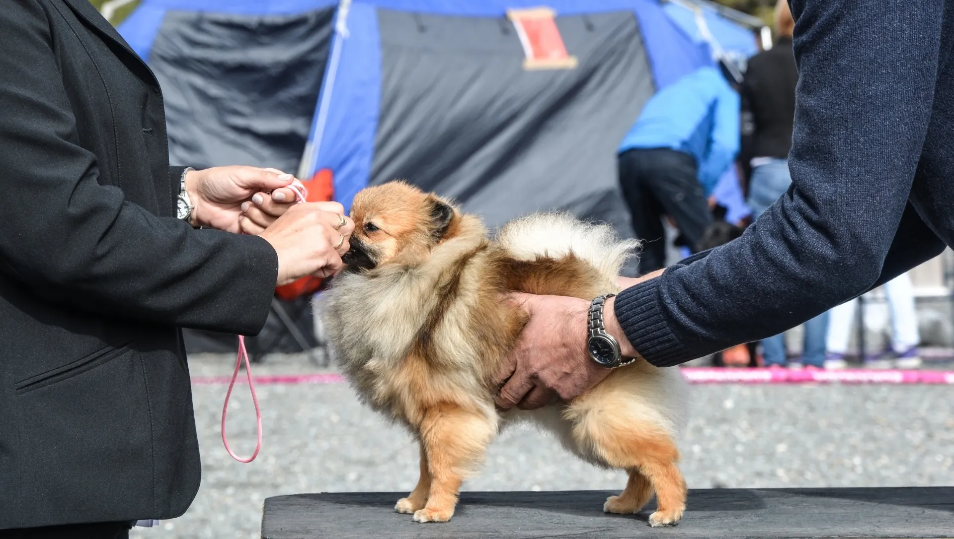 En ullig ljusbrun pomeranianvalp tassar fram mot kameran