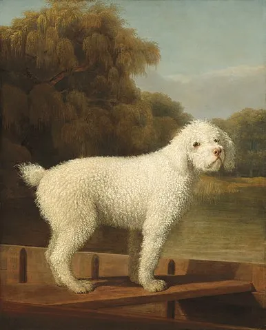 Oljemålning av konstnären George Stubbs som skildrar en vit pudel som står i en punt som är en slags blanding av kanot och eka