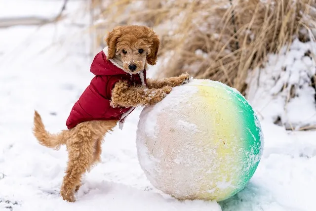 En aprikosfärgad toypudel leker med en boll i snön. Den har på sig en röd liten jacka.
