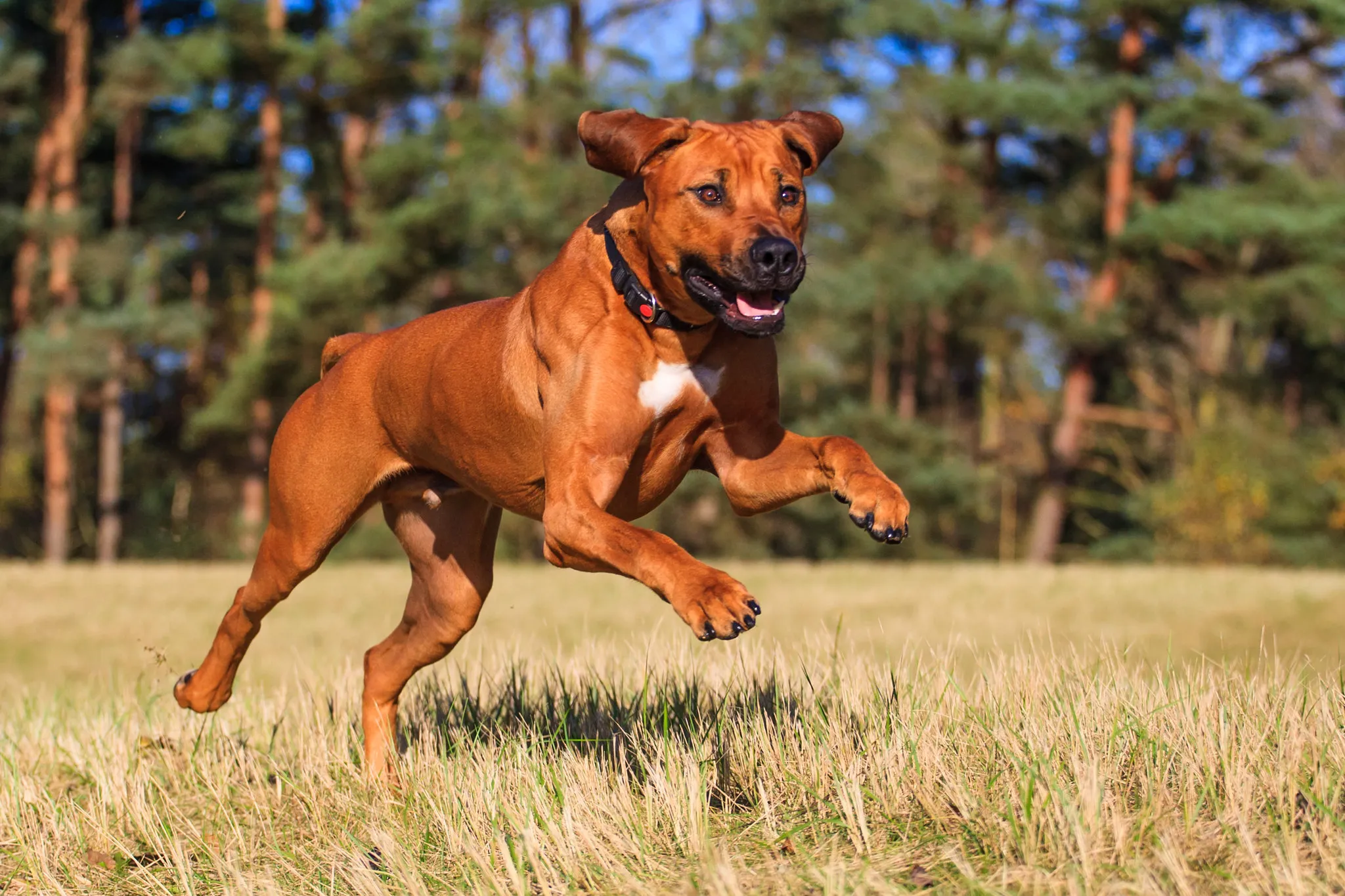 Röd Rhodesian Ridgeback med vitt bröst springer på en äng