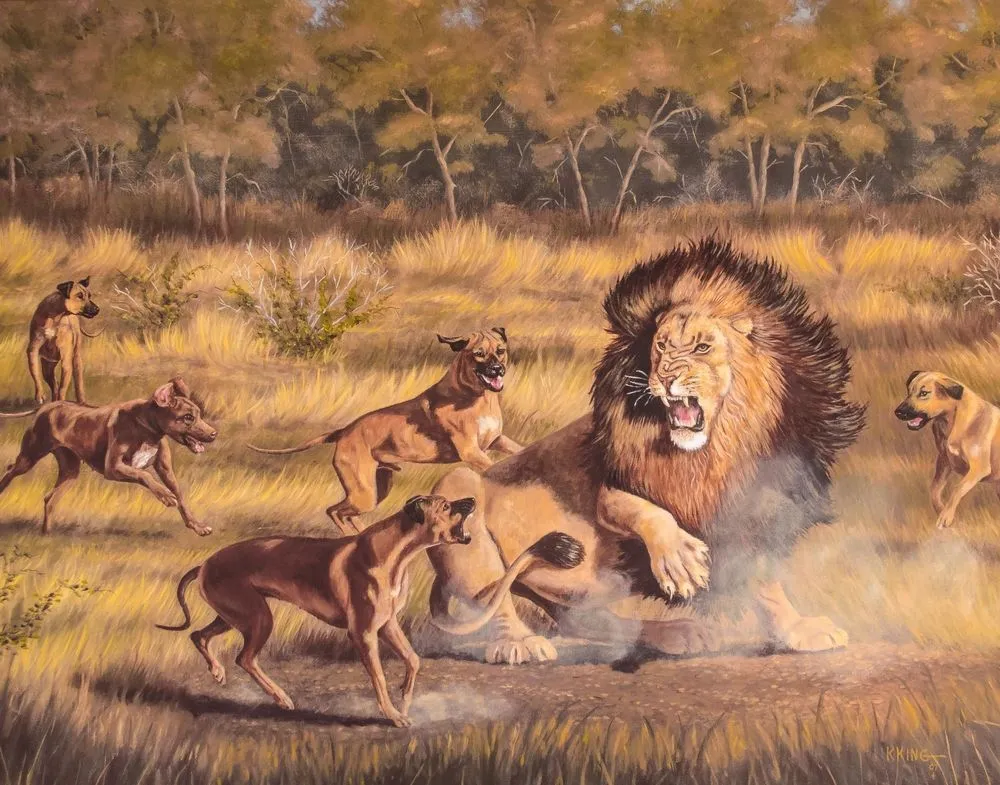 Flera Rhodesian Ridgeback jagar lejon
