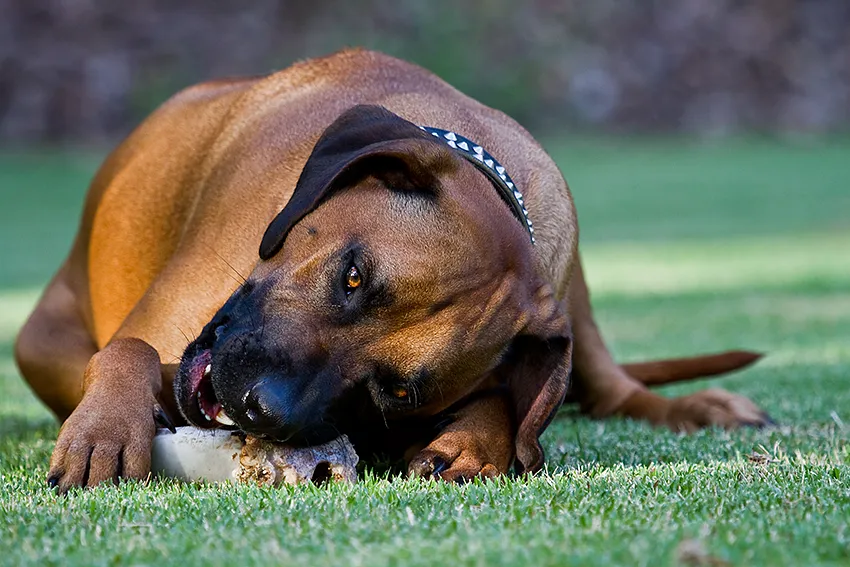 En Rhodesian Ridgeback tuggar på ett ben