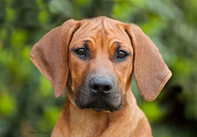 En söt Rhodesian Ridgebackvalp tittar in i kameran