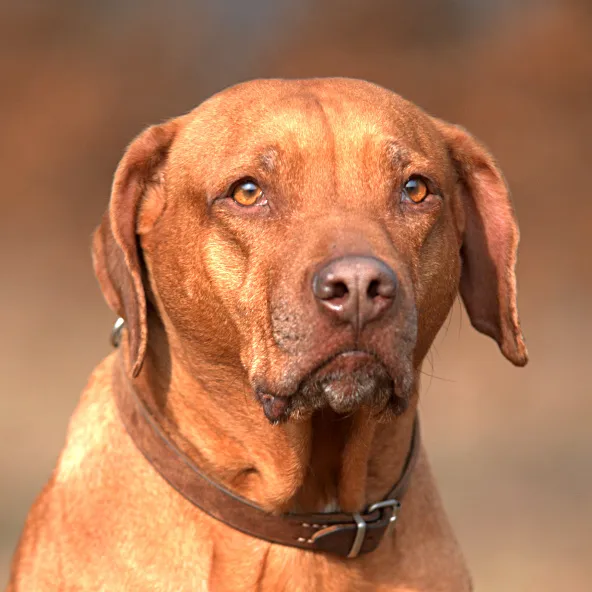 Vetefärgad Rhodesian Ridgeback med leverfärgad nos och bärnstensgula ögon