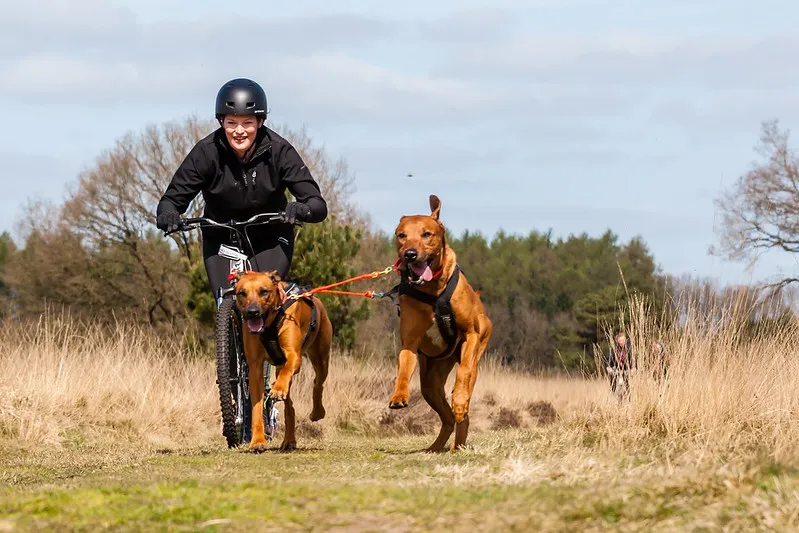 Två Rhodesian Ridgeback springer före en cyklande motionär