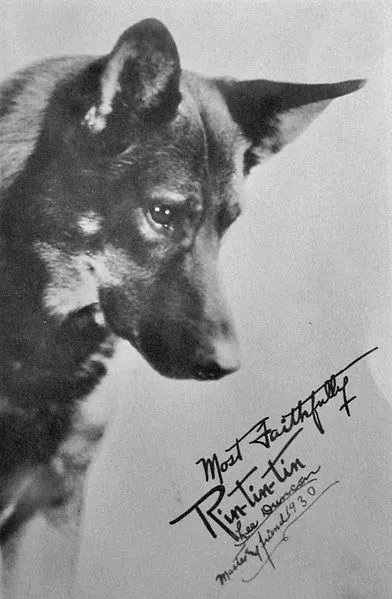 Den kända hunden Rin Tin Tin var en Schäfer