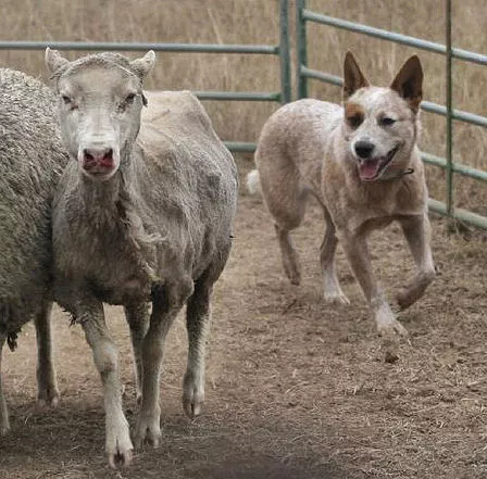 Röd Australian Cattledog vallar får i en hage