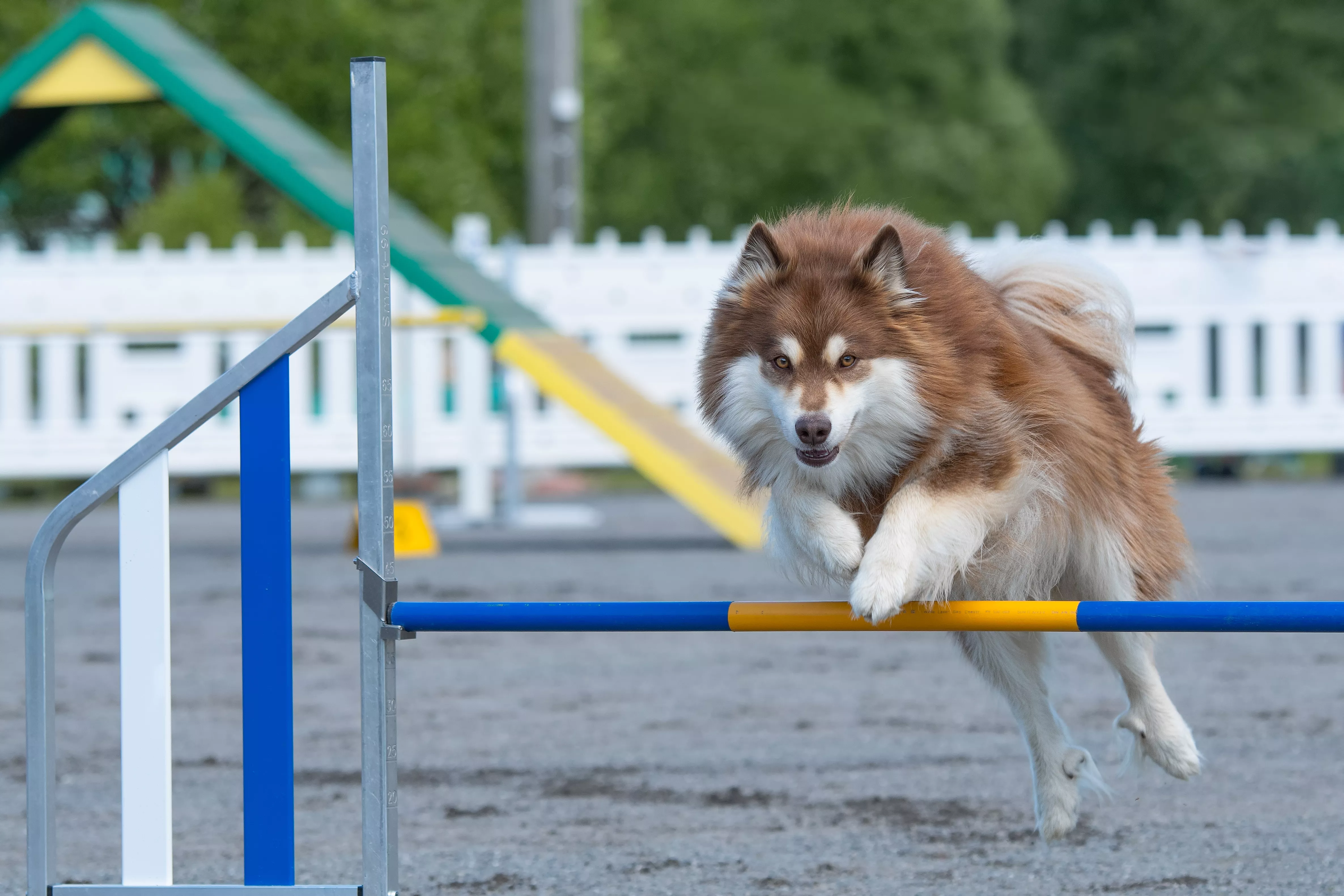 En röd Finsk Lapphund tävlar i agility