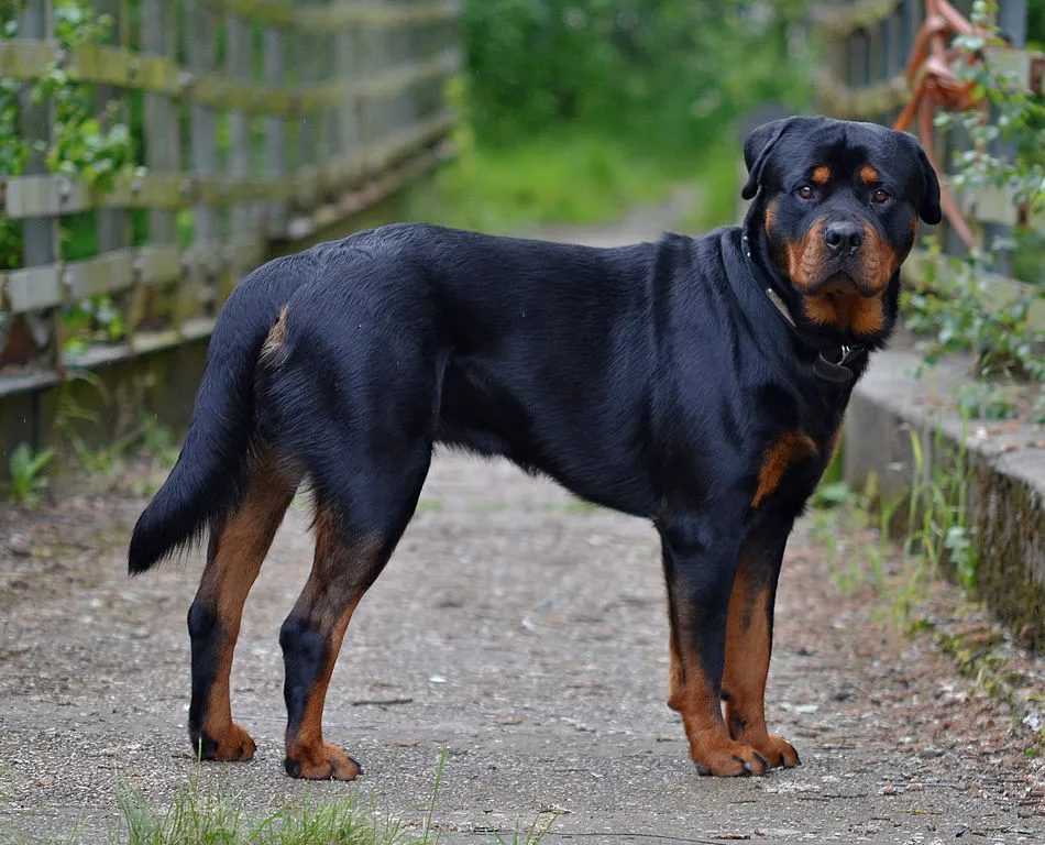 Svart och tan Rottweiler som väntar på husse