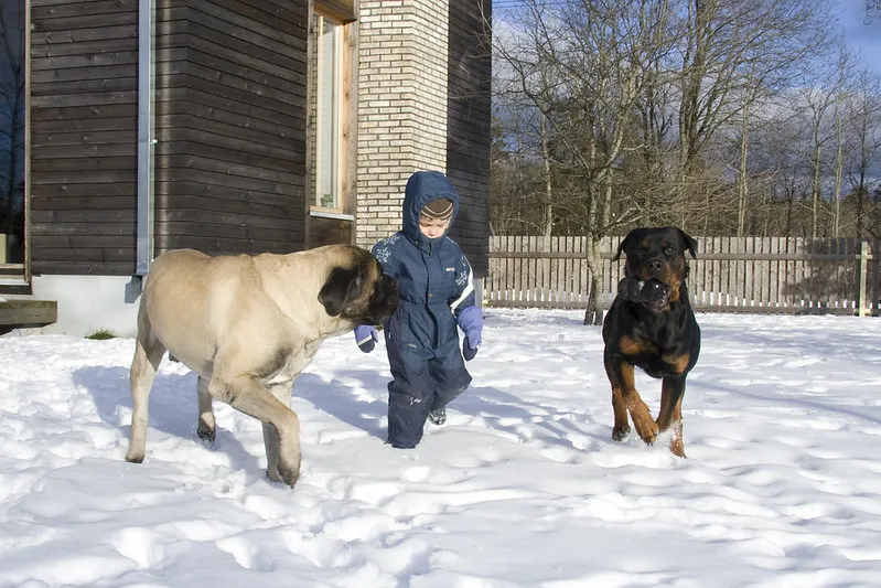 Rottweiler som leker med en hund och ett barn