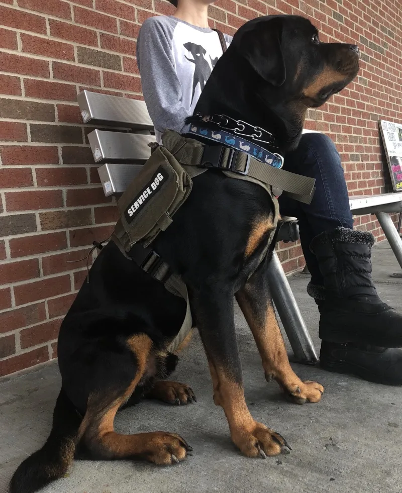 Rottweiler är en bra ras som servicehund, terapihund eller psykisk hälsa-hund