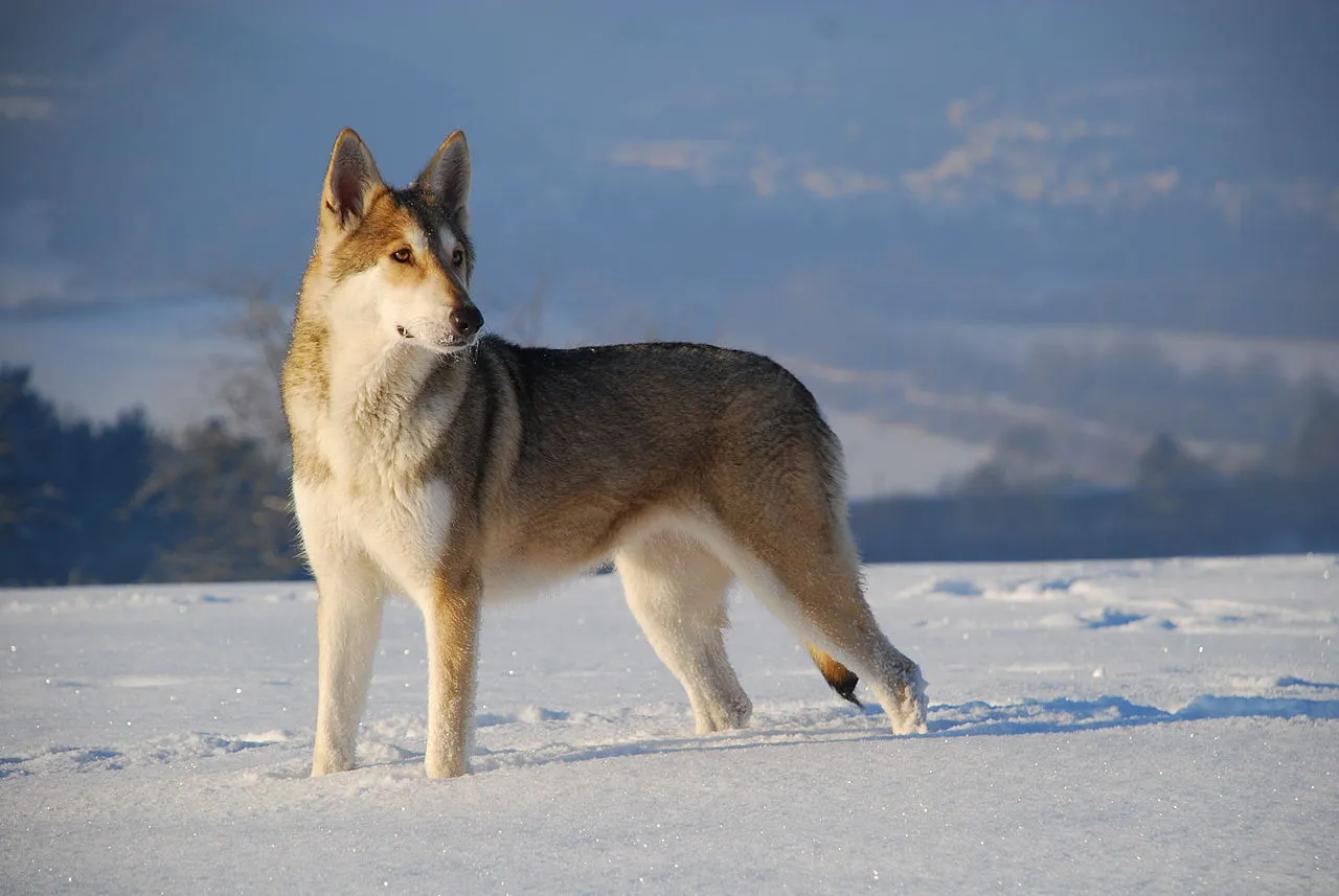 Grå Saarloos wolfhond i snön