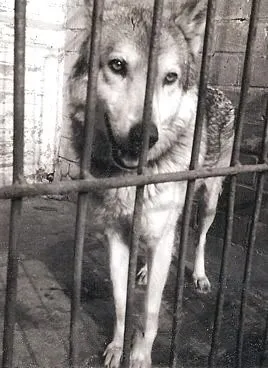 Historiskt fotografi av vargen Fleur som var den första varg att användas i avel av Saarloos wolfhond