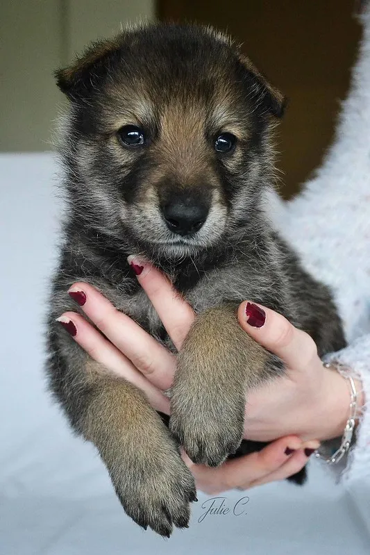 Mörkgrå valp av Saarloos wolfhond