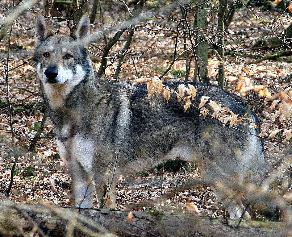 Saarloos wolfhond ute i naturen