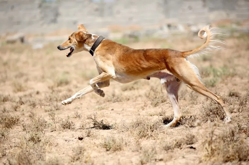 En kurdisk Saluki jagar vilt i öknen