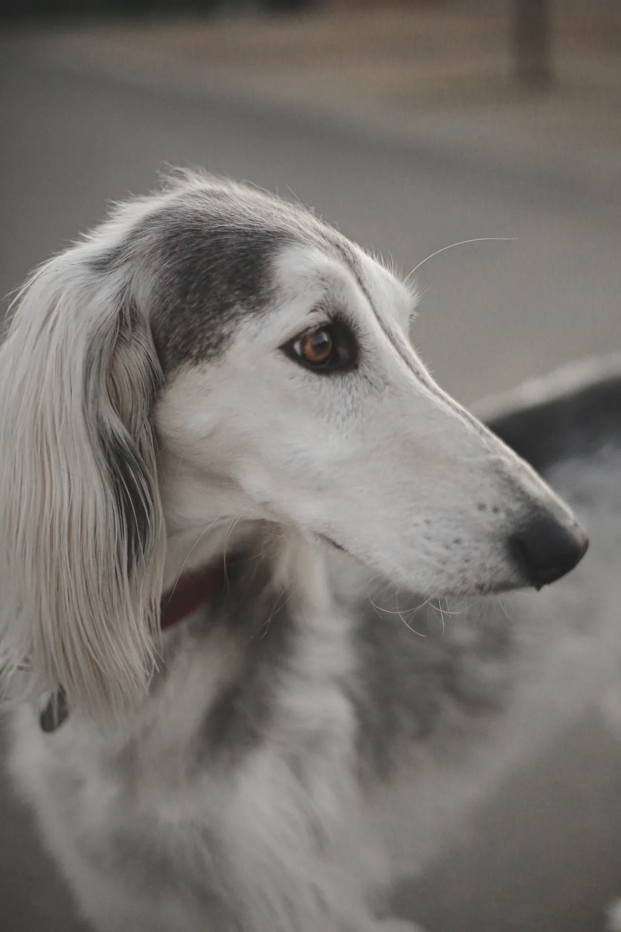 Profilbild av silverfärgad Saluki med vita tecken