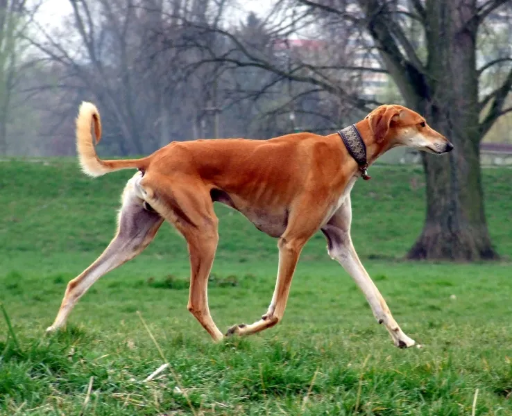 Korthårig Saluki med röd päls