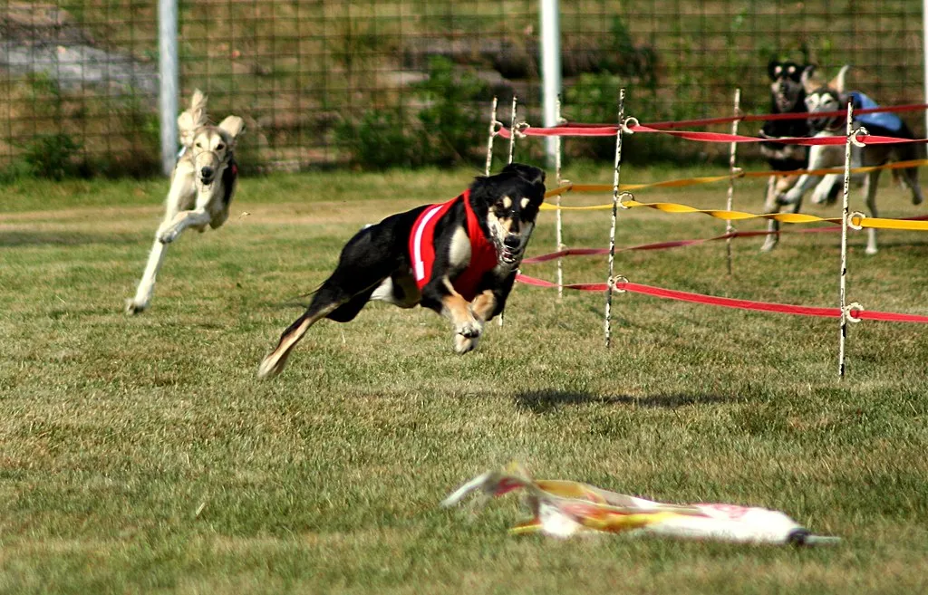 Fyra Saluki tävlar i kapplöpning