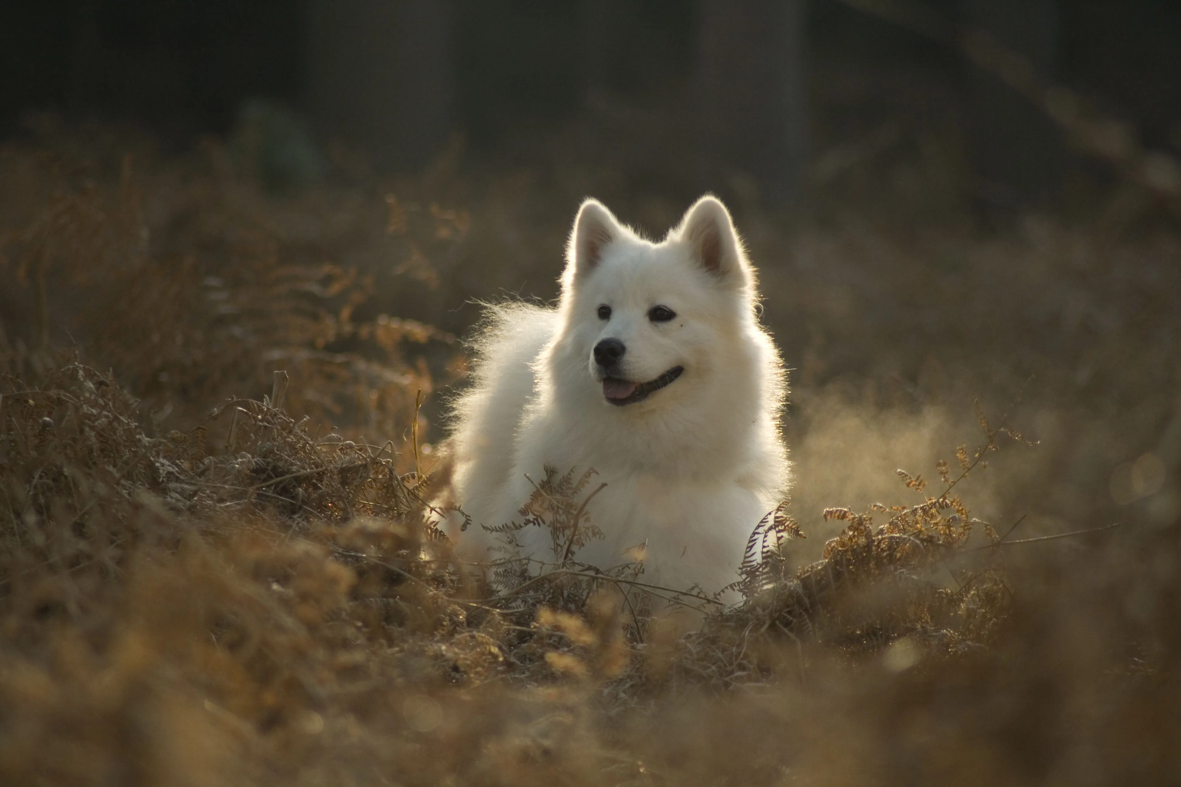 Vit Samojed med vargansikte i naturen