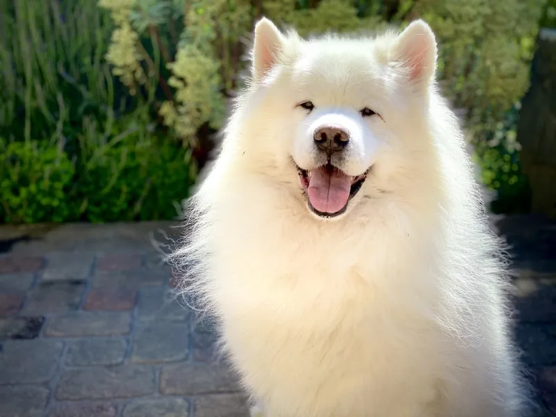 Leende Samojed som uppvisar ett tydligt Samojedsmil