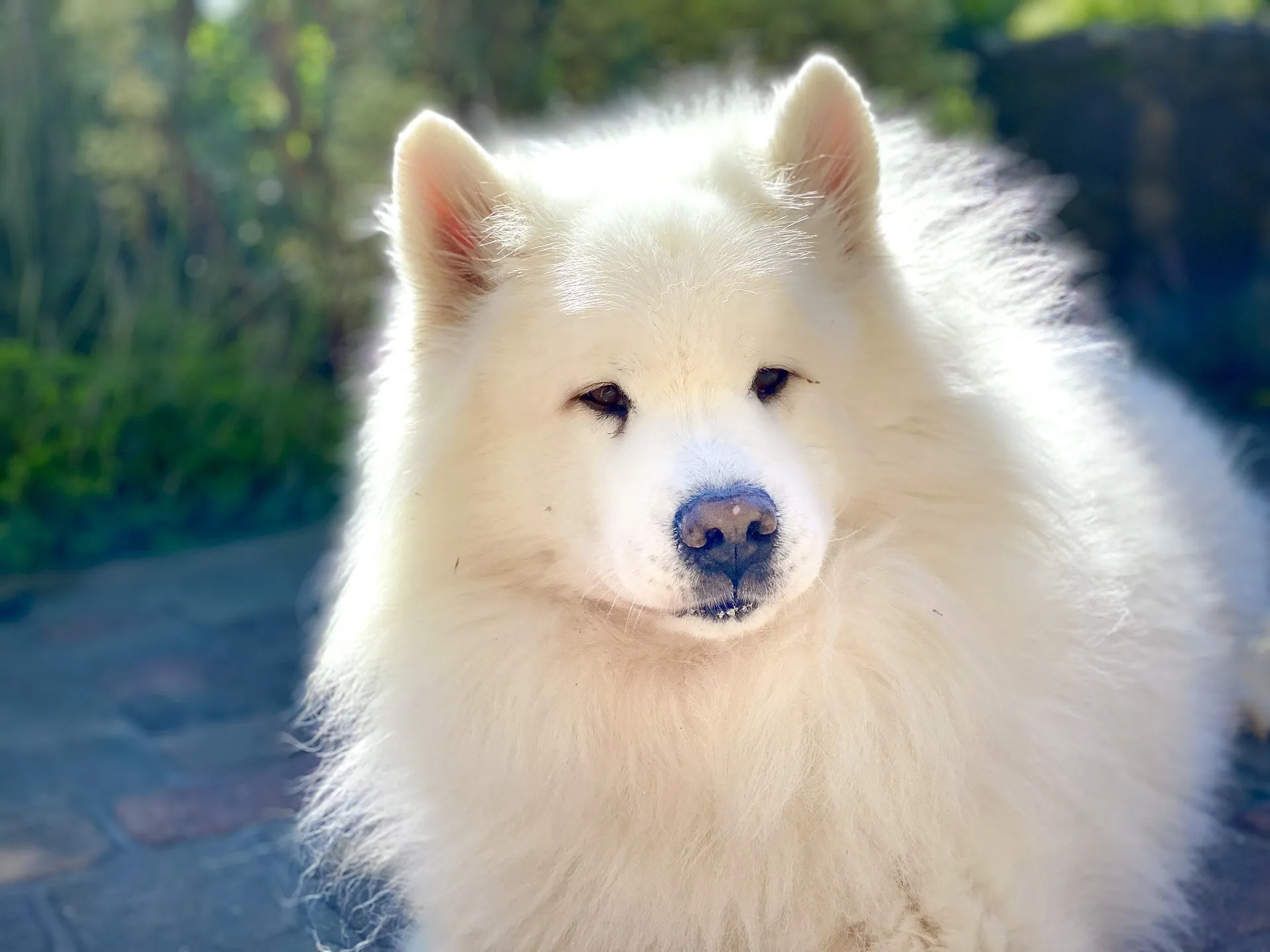 En Samojed med rosa nos - så kallad vinternos