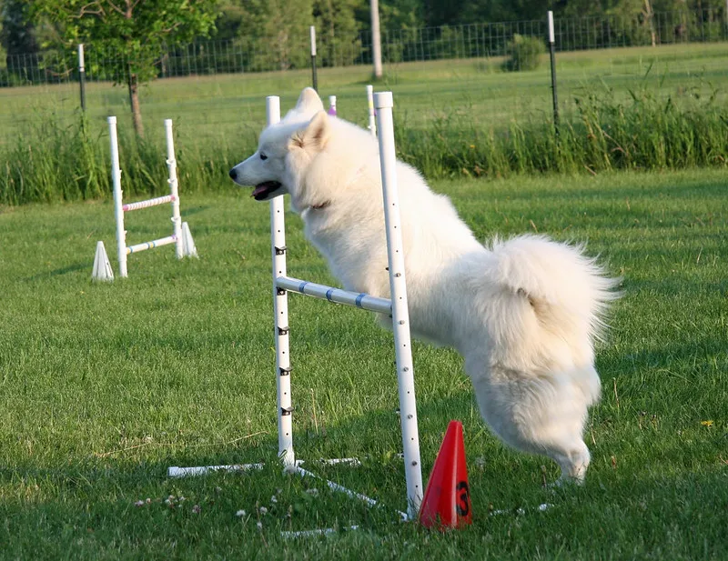 Samojed på agilitybanan