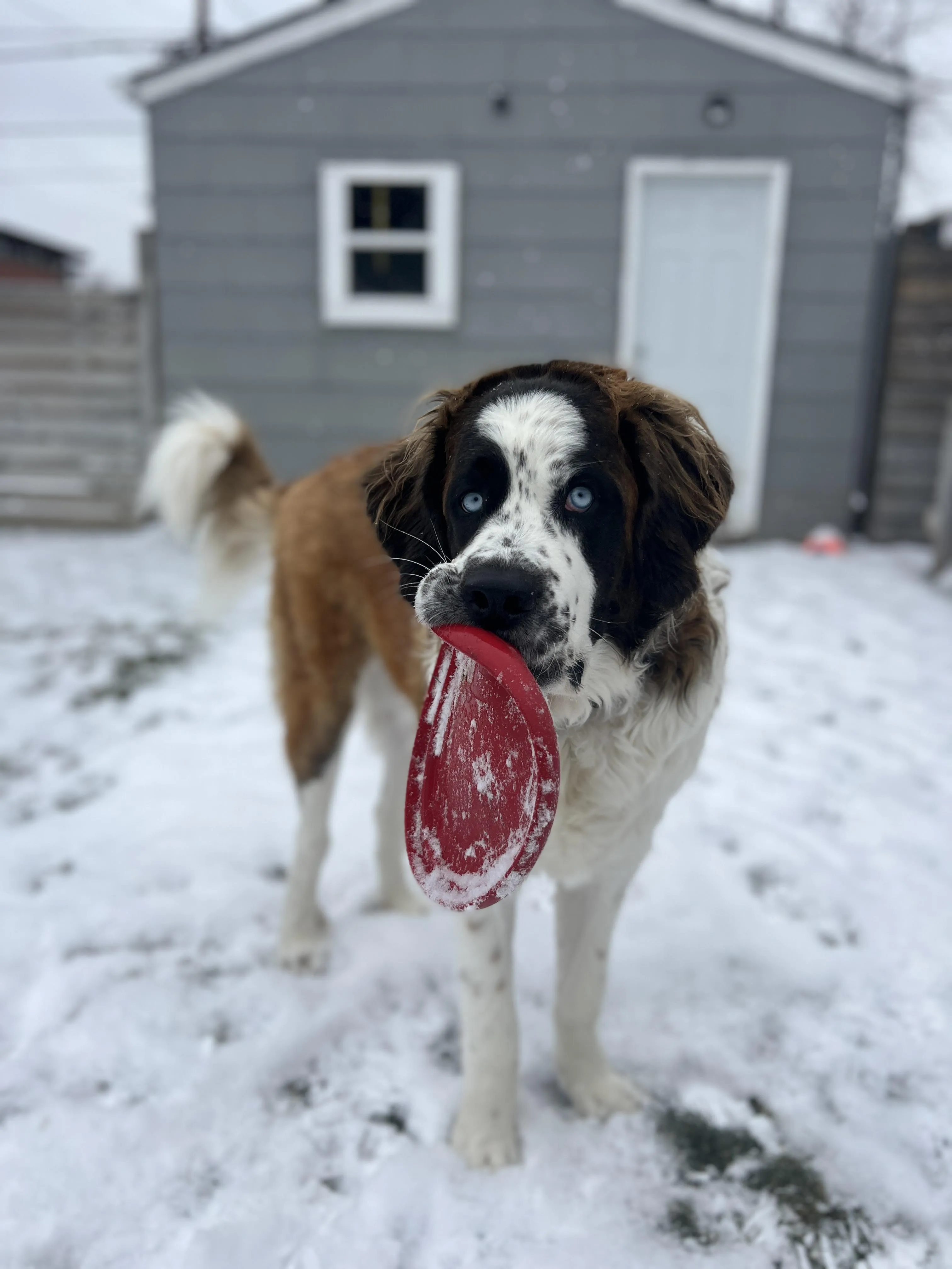 Sankt Bernhardshund med blå ögon leker med en frisbee i snön