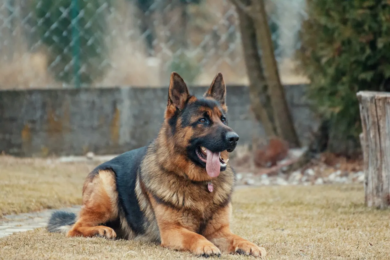 En Schäferhund som vilar i gräset