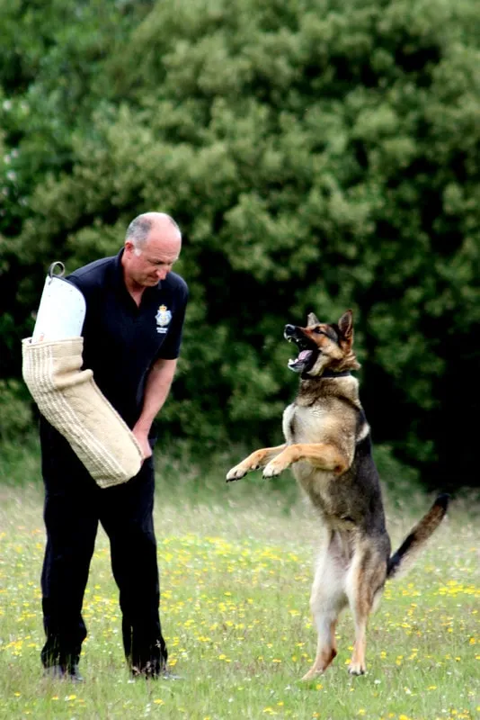 Polishund i träning - Schäfern är en av de populäraste hundraserna inom polisväsende och militär