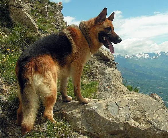 En Schäferhund på promenad bland bergen