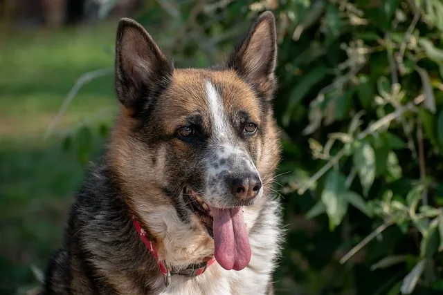 En pandafärgad Schäferhund i solen