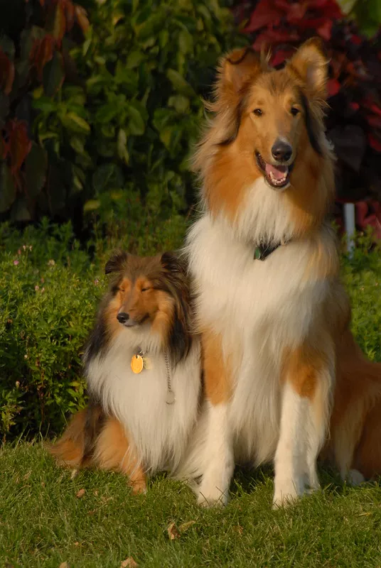 Storleksjämförelse av en Shetland Sheepdog och en långhårig Collie