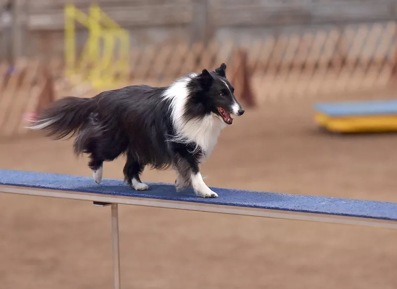 En svartvit Shetland Sheepdog tävlar i agility