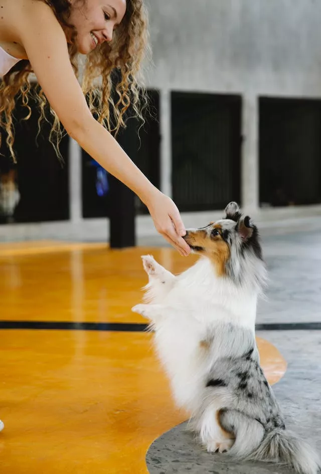 En blue merle-färgad Shetland Sheepdog tränas i vardagslydnad