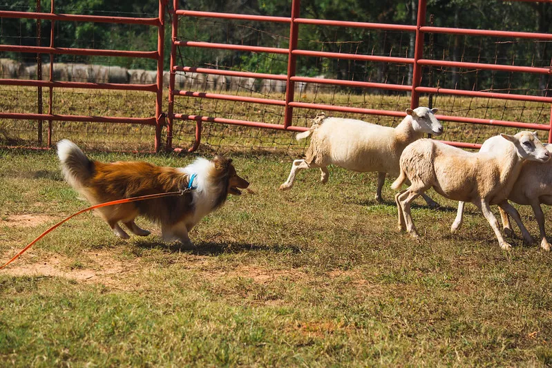 En brun och vit Shetland Sheepdog vallar får